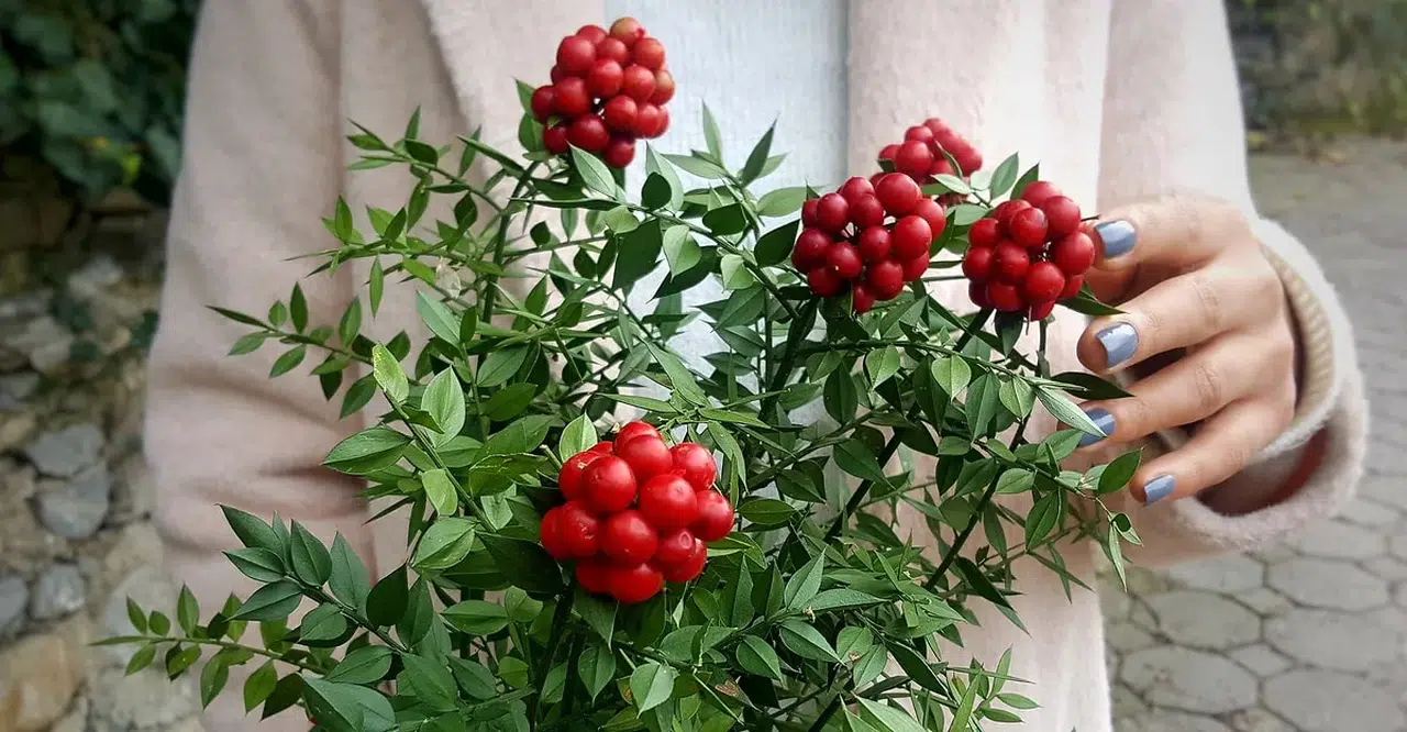 Kokina çiçeği neden bu kadar popüler? Yeni yılın uğuru hakkında bilmeniz gereken her şey