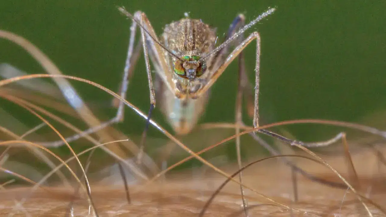 Tek bir sivrisinek ısırığıyla hayatı değişen adam