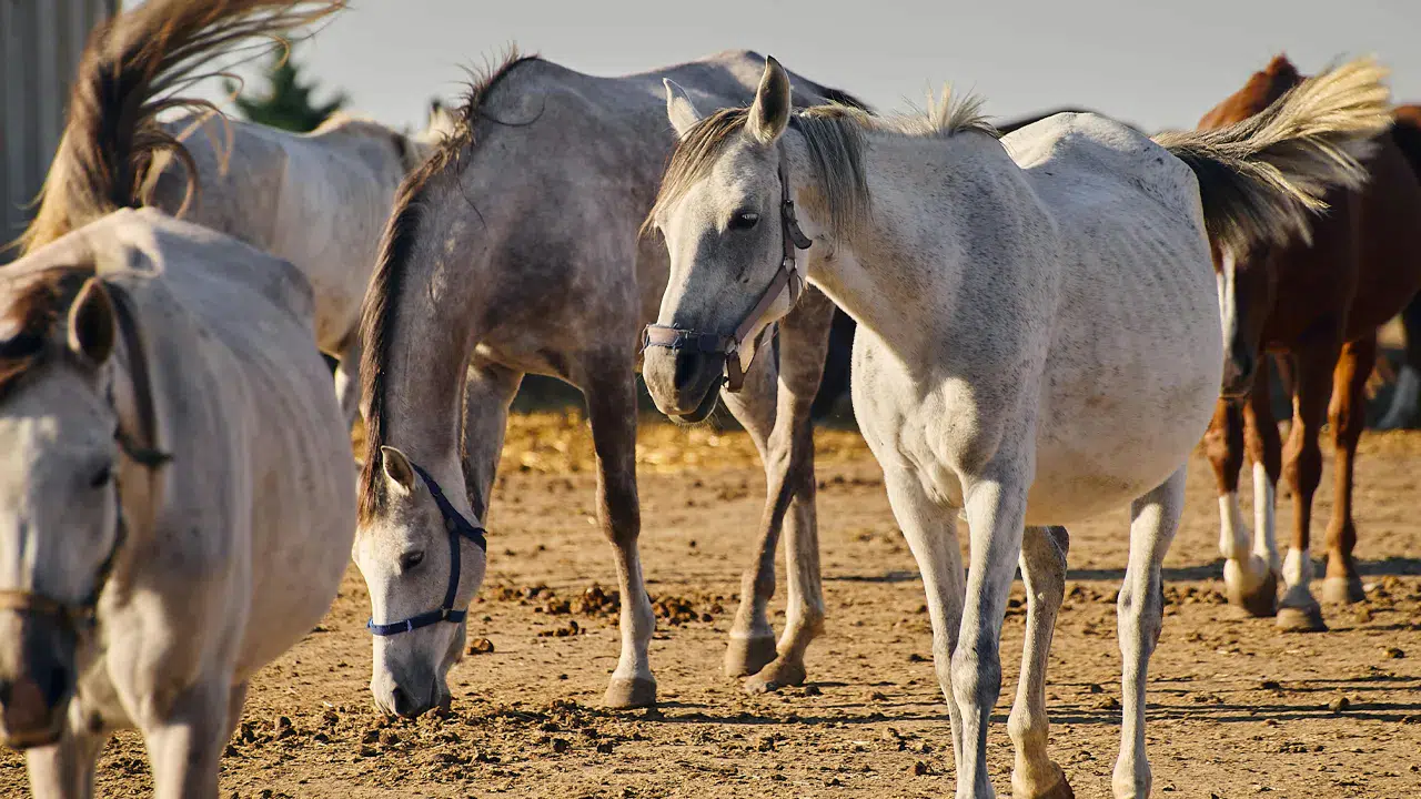 TİGEM, 14 safkan Arap kısrağını hibrit açık artırmayla satışa çıkarıyor