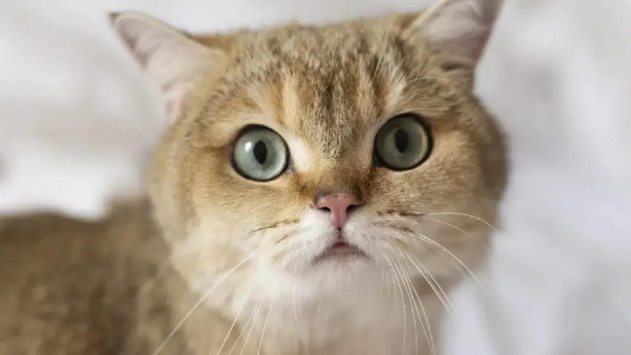 Kediler, insanların cinsiyetine göre farklı miyavlıyor: Yeni araştırmadan çarpıcı sonuçlar