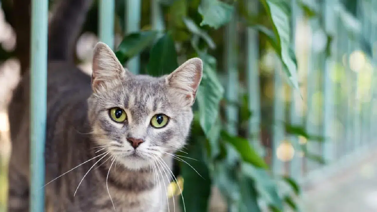 Dünyada kaç kedi var? Sokak ve evcil kediler dünyayı kaplıyor