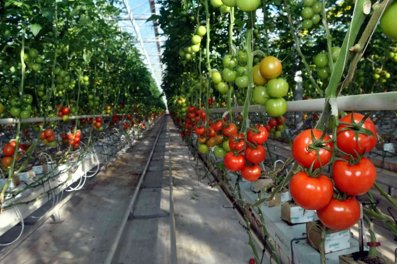 Tarım ürünleri üretici fiyat endeksi şubat ayında yükseldi