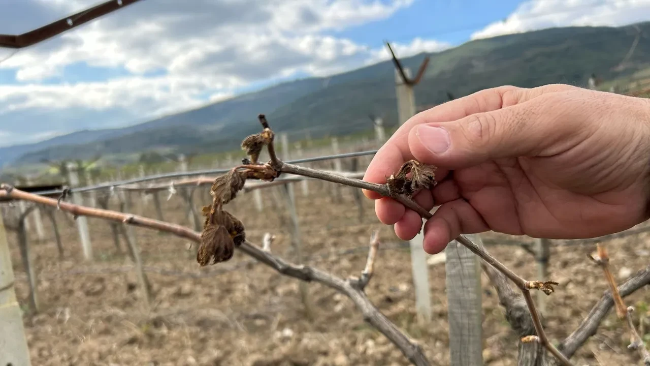 Zirai don sonrası fahiş fiyat artışına denetim: 1271 firma ve 8476 ürün incelendi