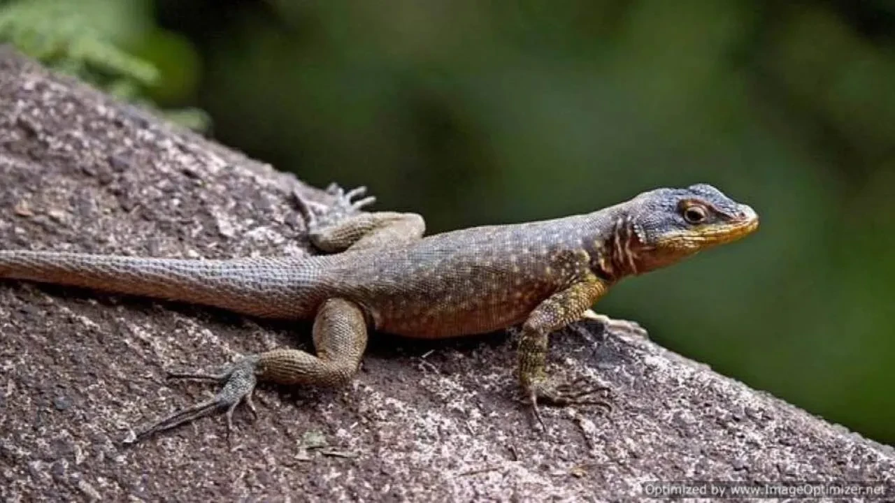 Okul yemeğinden kertenkele çıktı: 65 öğrenci hastanelik oldu