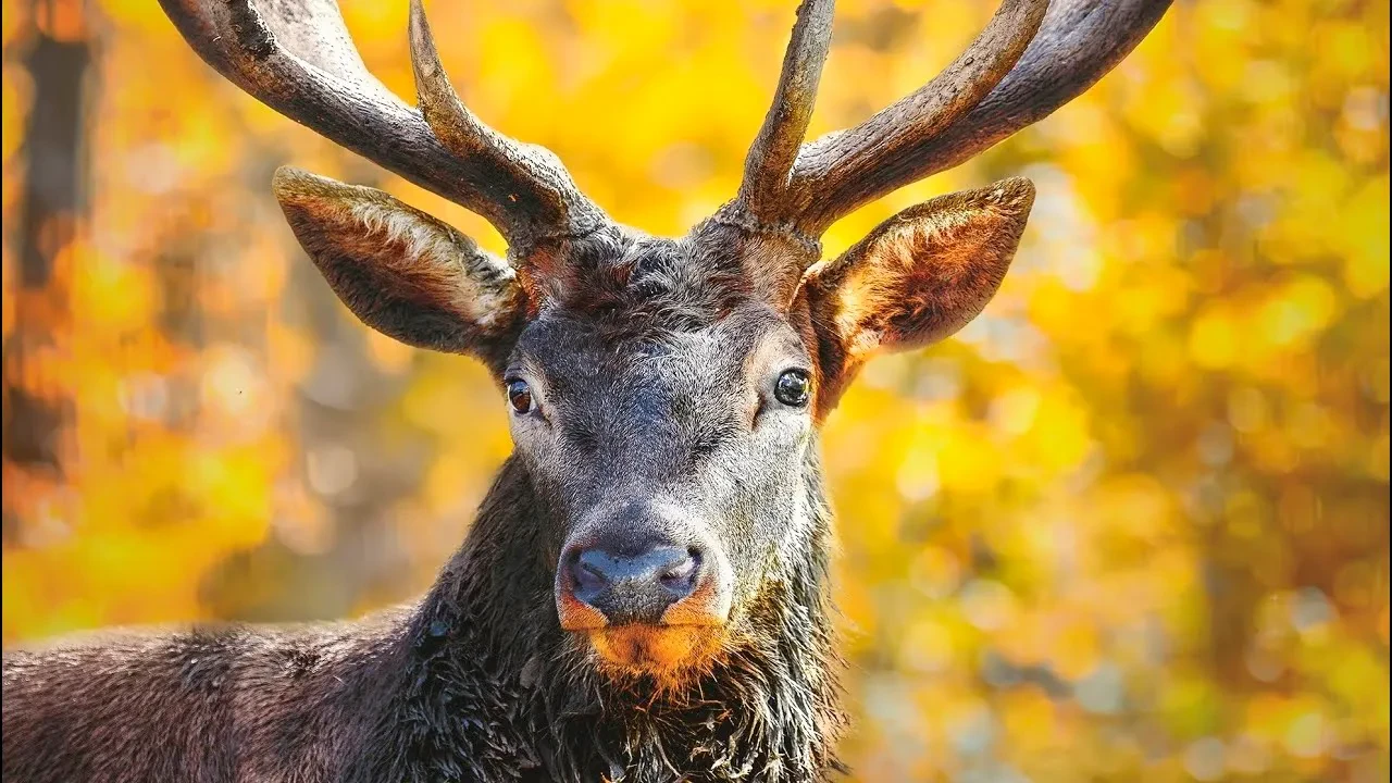Ankara Uluslararası Yaban Hayatı Belgesel Film Festivali başlıyor