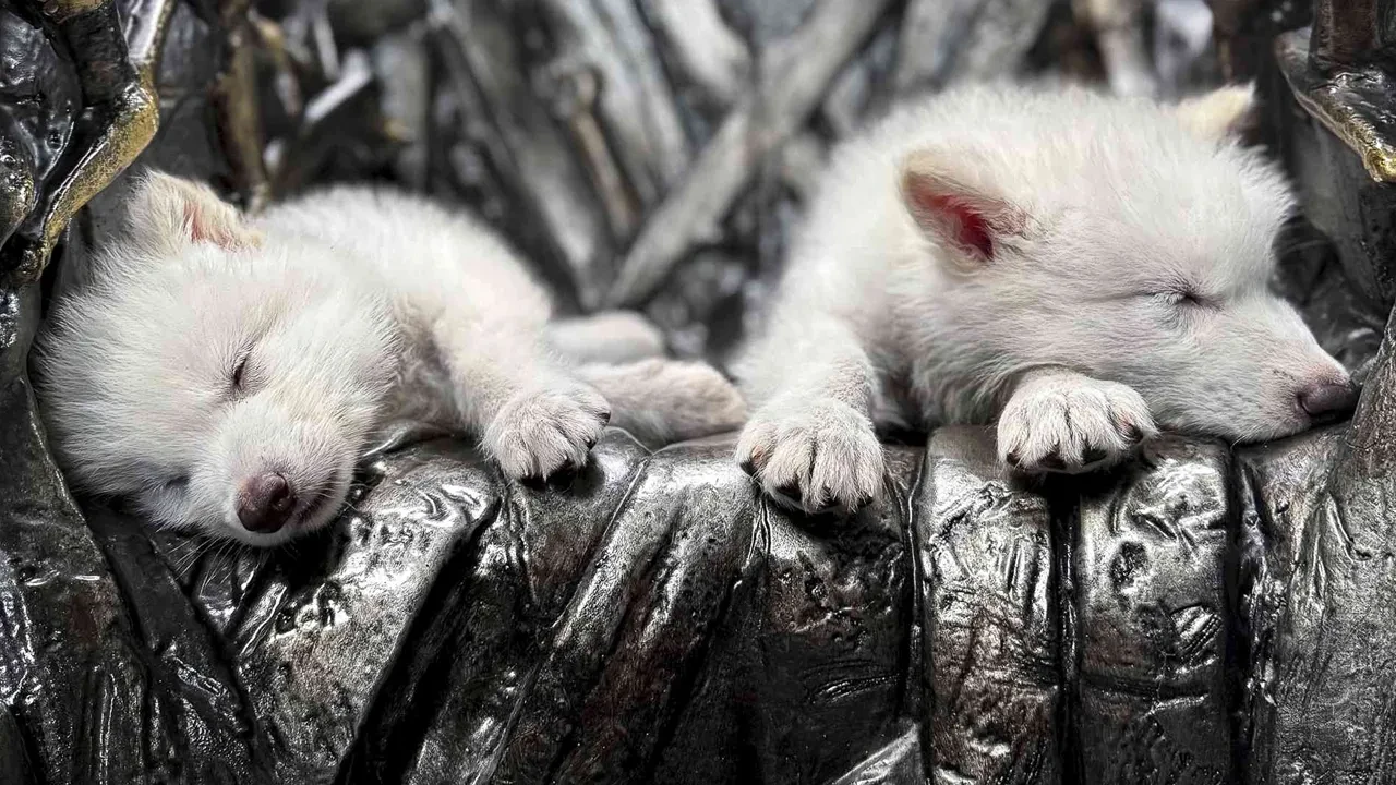 12 bin yıl sonra dirildi: Colossal Biosciences, korkunç kurtları yeniden hayata döndürdü