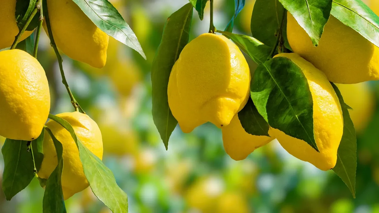 Ticaret Bakanlığı limon ihracatını geçici olarak durdurdu