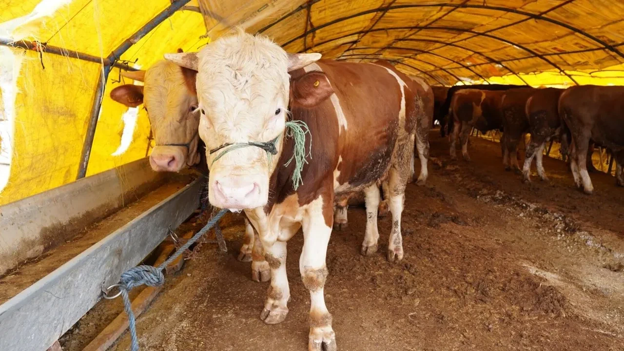 Kurban Bayramı ne zaman? Kurban Bayramı'na kaç gün kaldı?