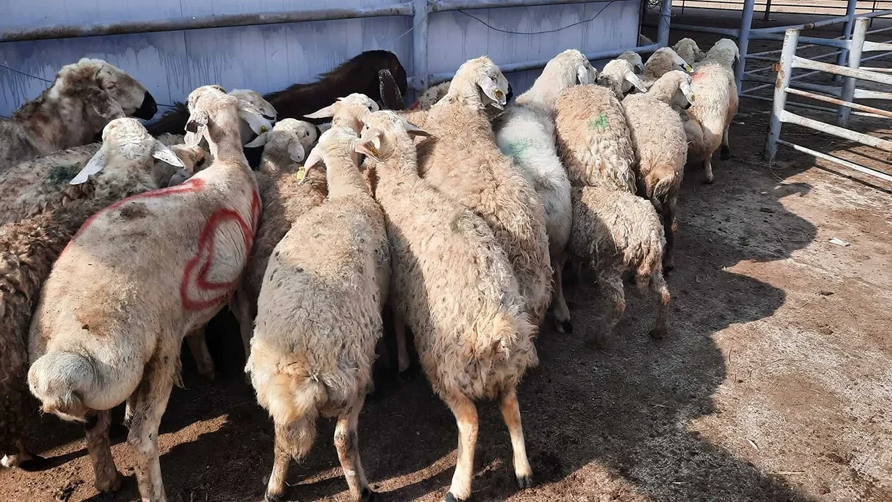 Kurban Bayramı tatili 9 gün olacak mı?