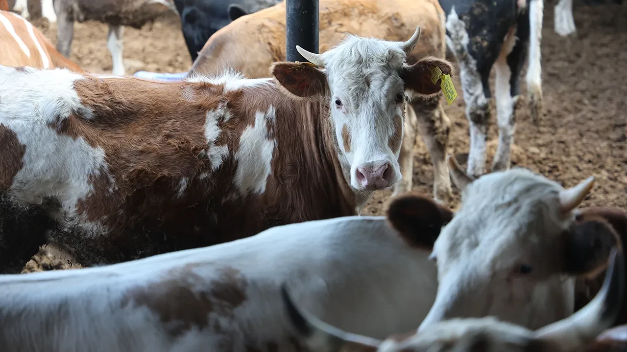 Kurbanlık hayvan fiyatları ne kadar? 2025 Büyükbaş ve küçükbaş kurban fiyatları belli oldu mu?