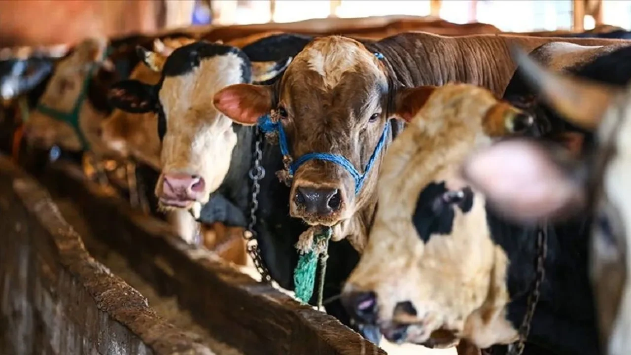 Kurban Bayramı emekli ikramiyesi ne zaman yatacak? 2025 Kurban Bayramı emekli ikramiyesi ne kadar?