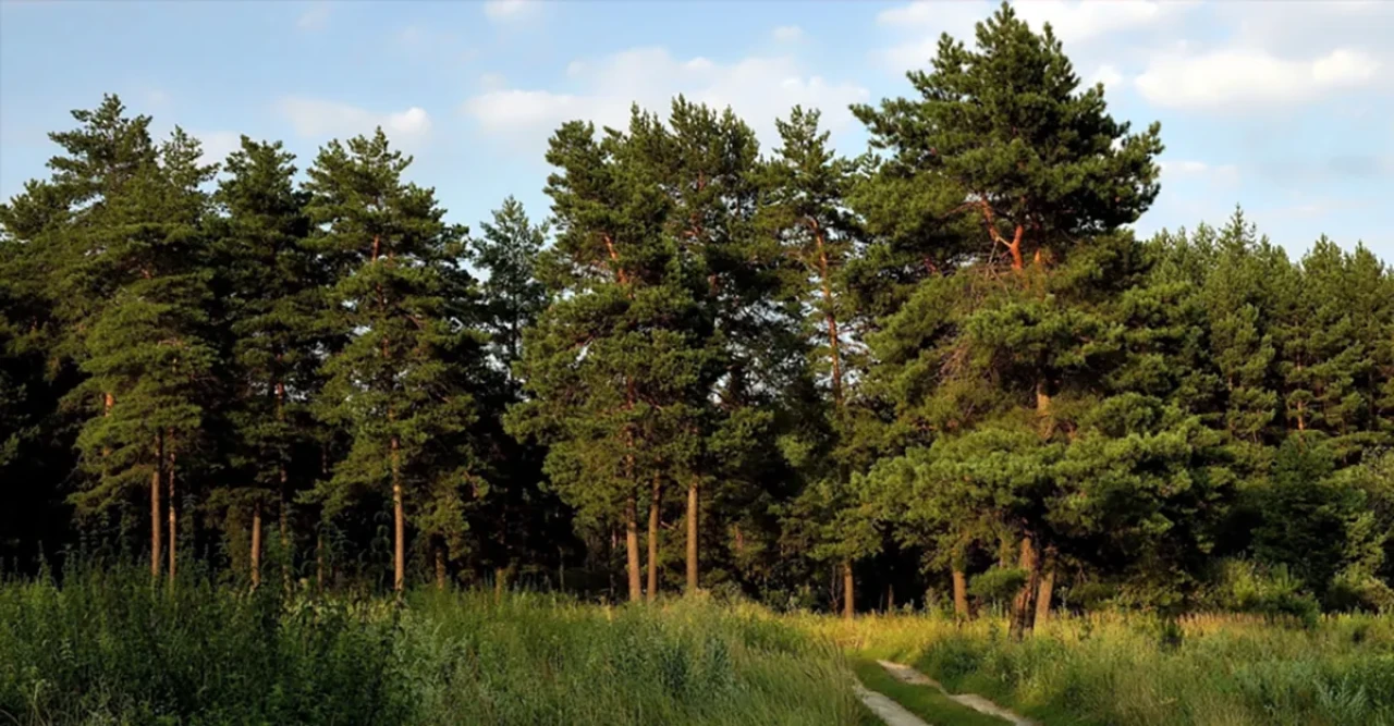 Kırklareli'nde 8 Mayıs'tan itibaren ormanlara giriş yasaklandı