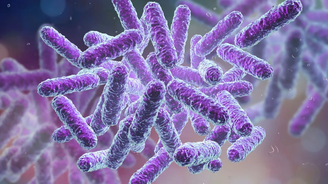 Enfeksiyon nedeni olan bakteri tıbbi plastiği besin kaynağı olarak kullanıyor