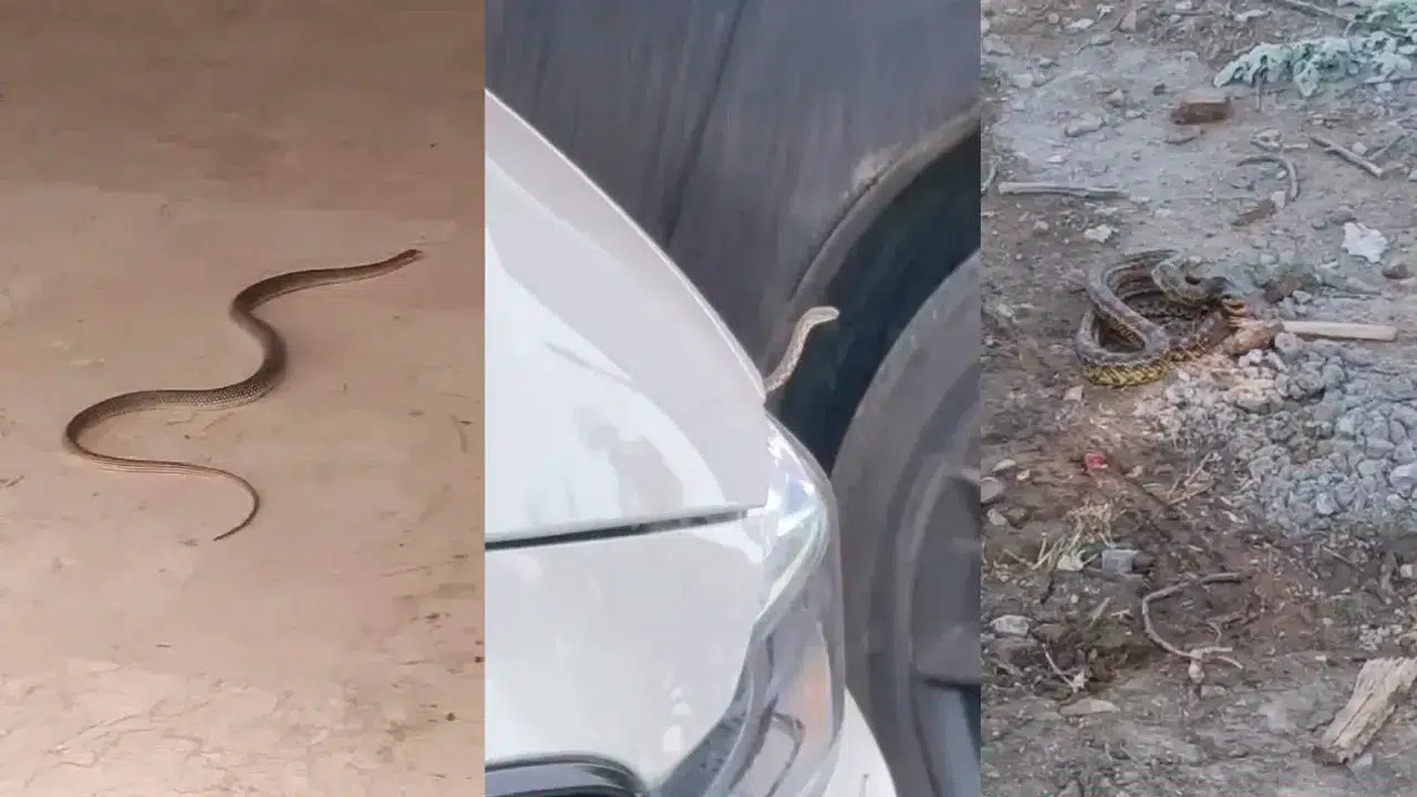 Bursa İnegöl'de yılan alarmı: Mahalleleri sardı