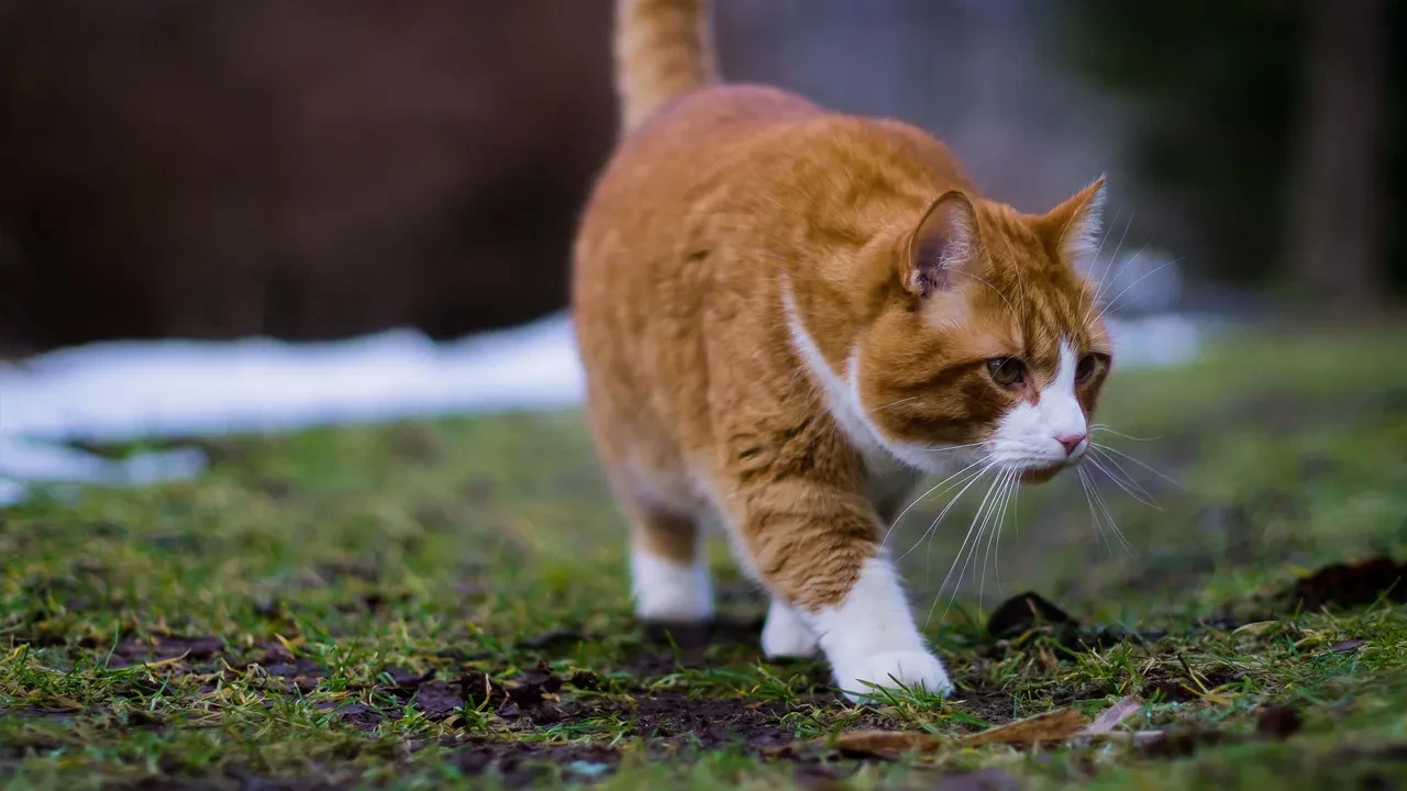 Sarman kedilerin çoğunlukla erkek olmasının genetik nedeni açıklandı