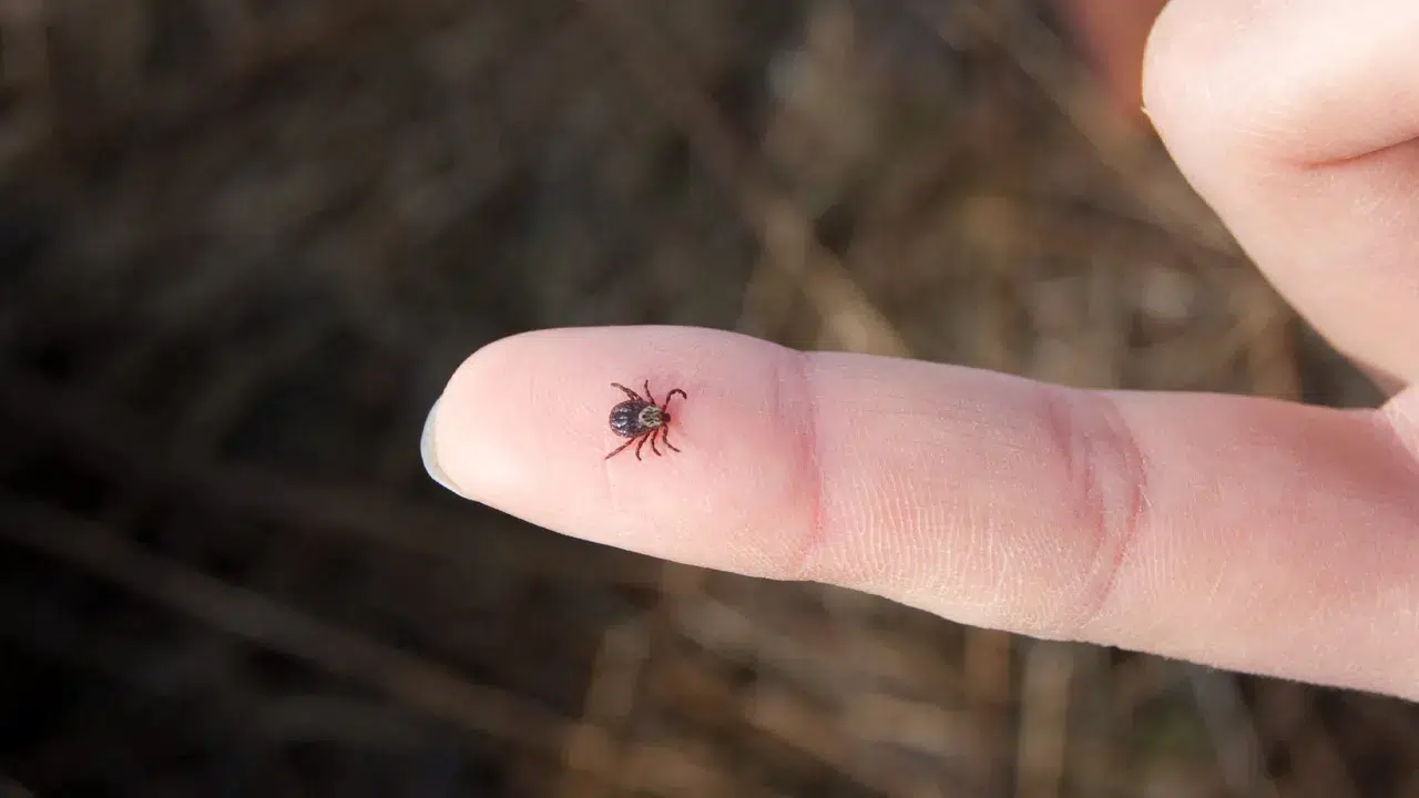 Sivas'ta kene ısırması sonucu 30 yaşındaki Uğur Uymaz hayatını kaybetti