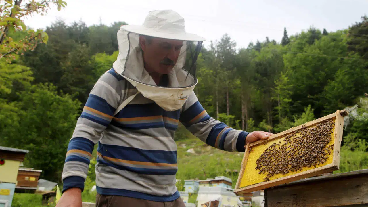 Doğu Karadeniz, 5 ayda 1 milyon dolarlık bal ihracatı gerçekleştirdi