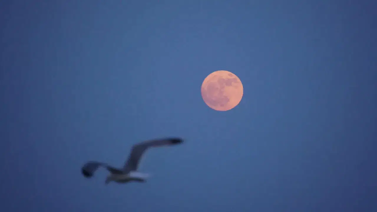 18 yıl sonra gökyüzünde büyüleyen Çilek Dolunayı! Haziran ayı pembe ışıklarla aydınlandı