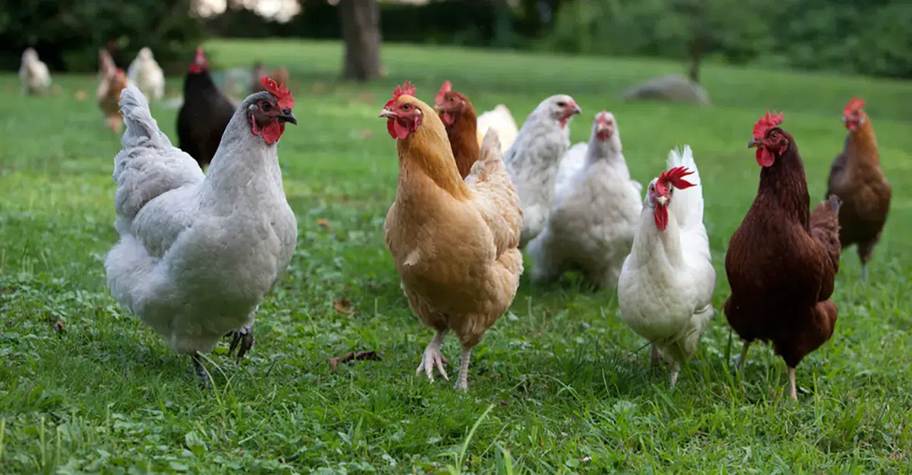 Nisan ayında tavuk eti üretimi arttı, yumurta üretimi geriledi