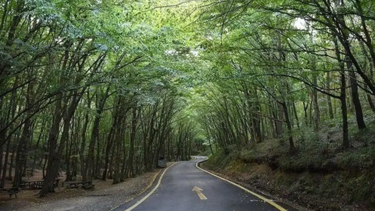 İstanbul’da ormanlık alanlara giriş yasağı başlıyor