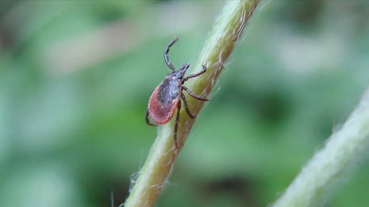 Uzmanlar KKKA virüsüne karşı biyolojik tehdit uyarısında bulundu