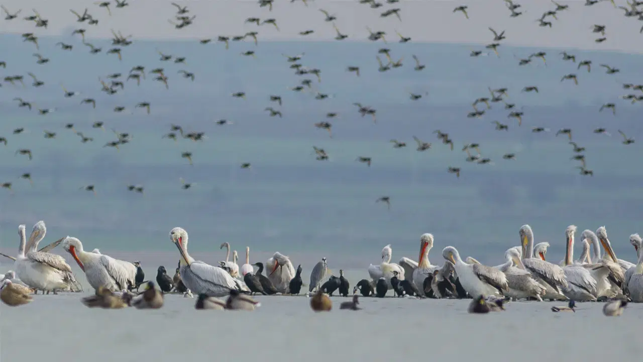 Dünya’da 500’den fazla kuş türü yok olma tehlikesiyle karşı karşıya