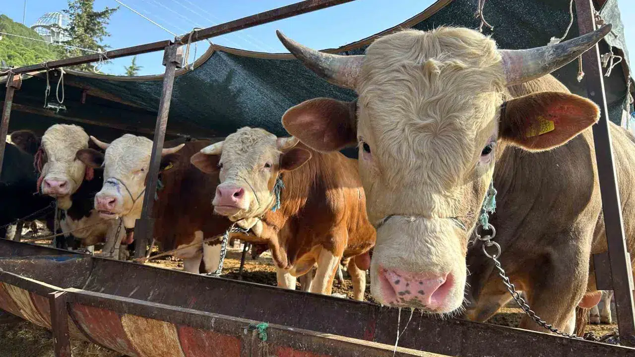 Arefe günü resmi tatil mi? Arefe günü okul ve iş yarım gün mü olacak?