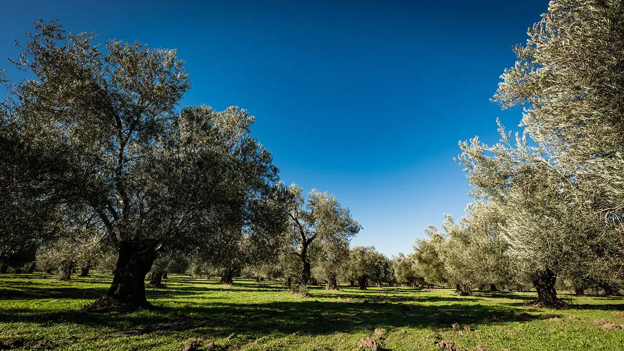 Zeytinlikleri madenciliğe açan kanun kabul edildi