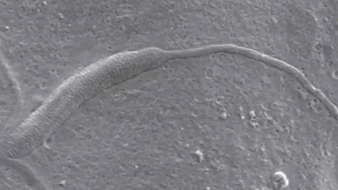 Antarktika’da 50 milyon yıllık fosilleşmiş hayvan spermi keşfedildi