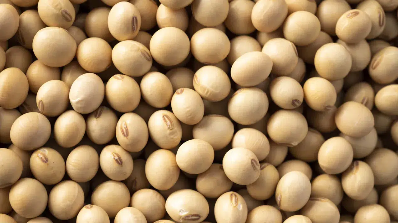 Avrupa Birliği, GDO'lu soya ithalatına onay verdi