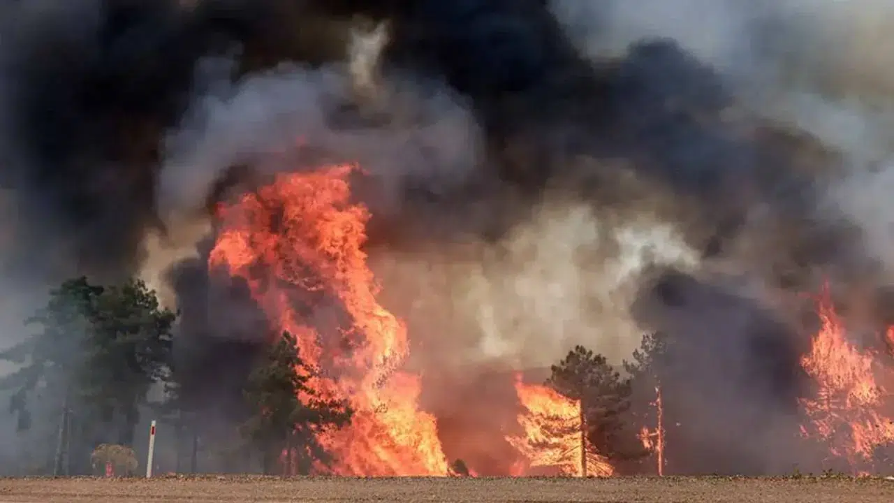 Bursa’da havai fişek yangını soruşturmasında şüphelilere ağaç dikme cezası