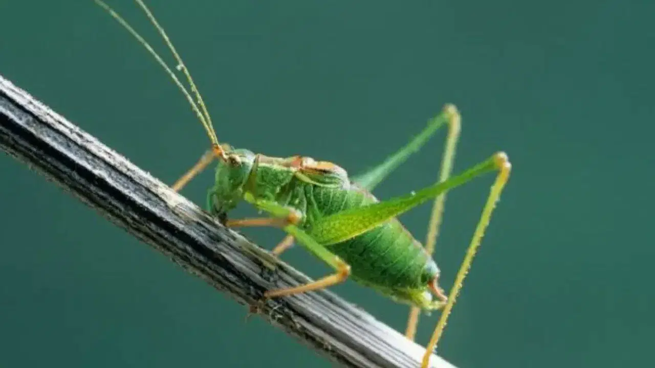 Cırcır böceklerinde eşcinsel davranış gözlemlendi