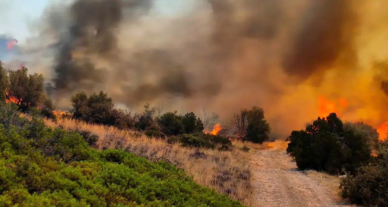 Yangınlara karşı uluslararası yardım çağrısı yapılacak mı? İşte tüm detaylar...