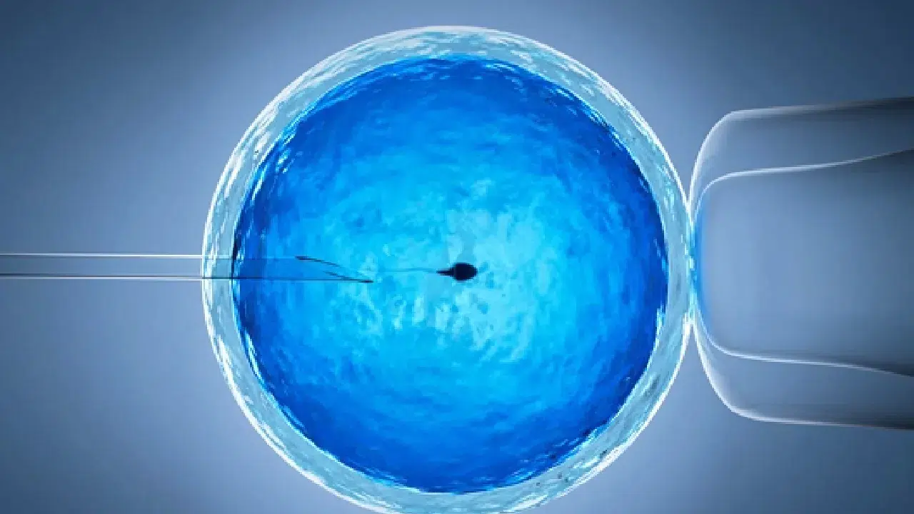 Tüp bebekte yapay zeka devrimi: Başarı oranları yükseliyor