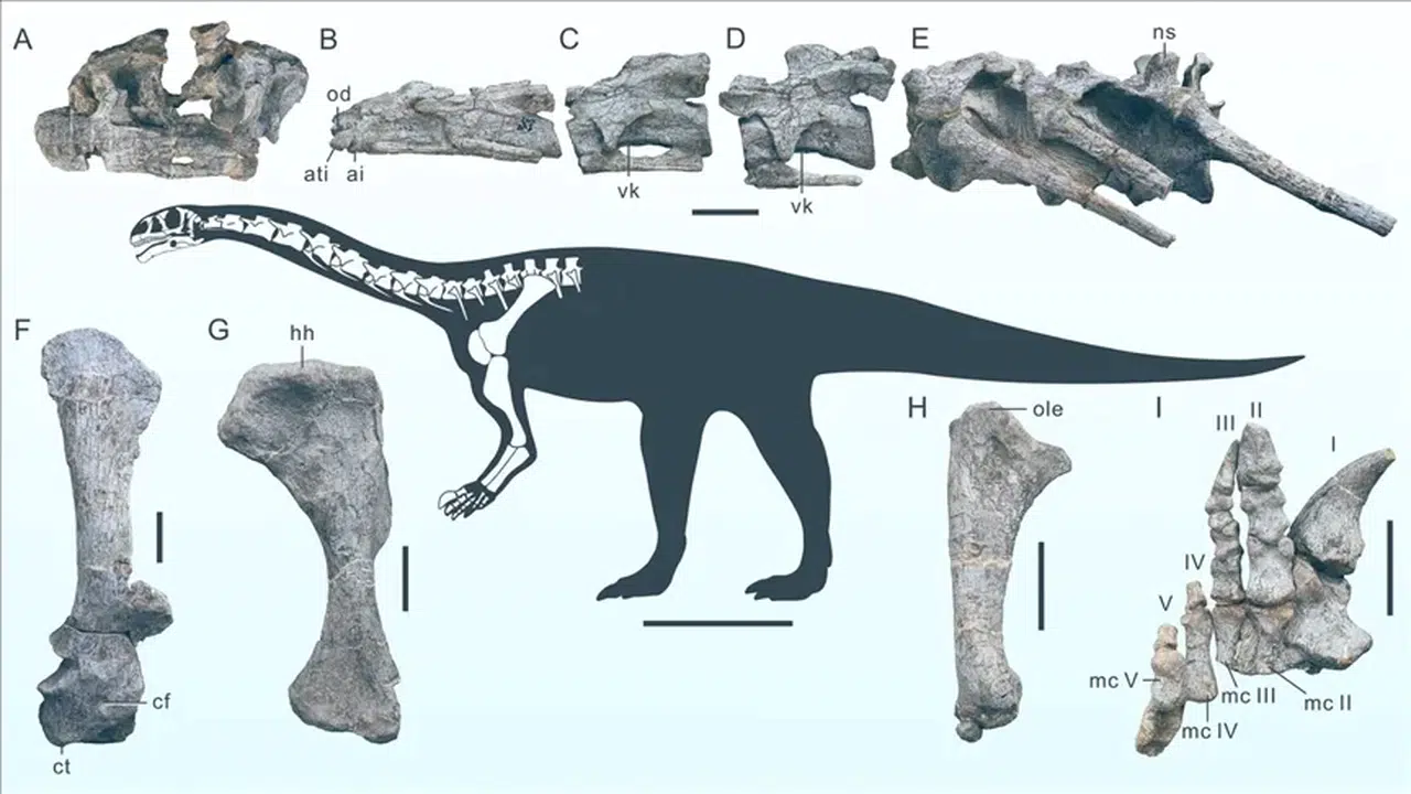 Çin'de 200 milyon yıllık yeni dinozor türü keşfedildi: Wudingloong wui