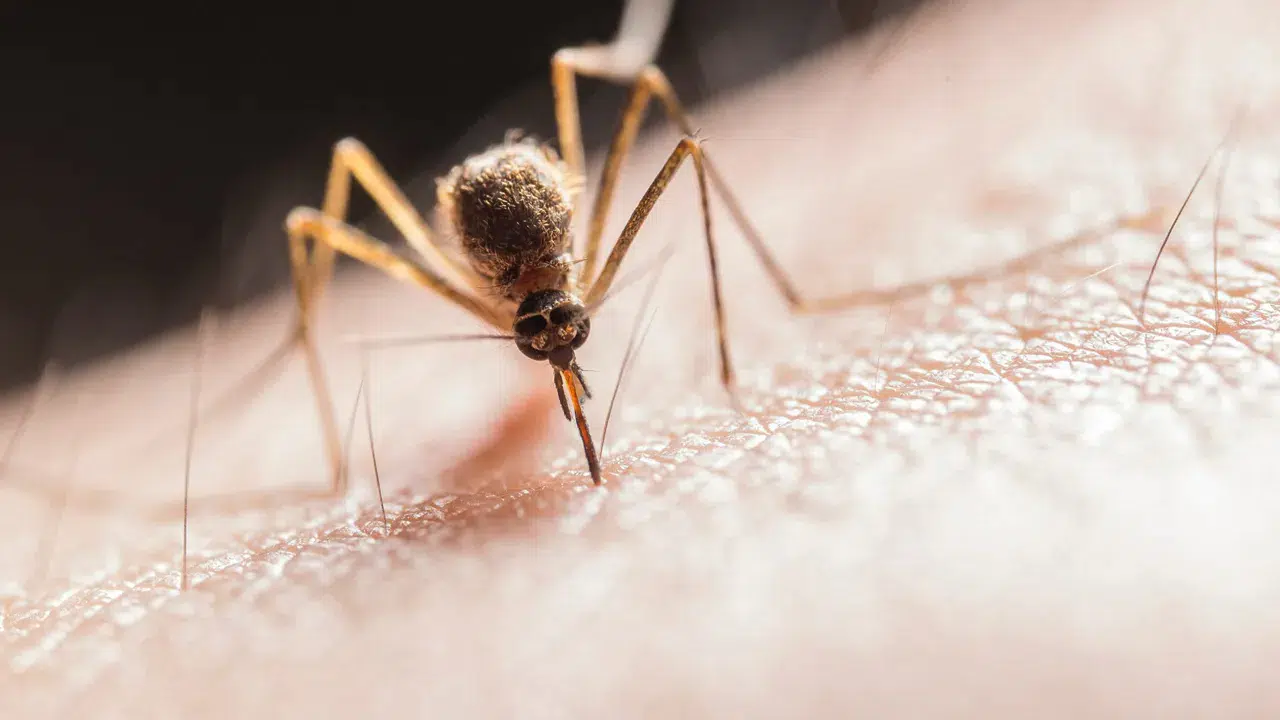 Skrillex’in şarkısı sivrisinek ısırıklarını azaltıyor