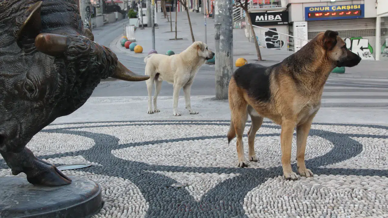 İstanbul Valiliği’nden okul çevrelerinde sokak köpekleri için toplama talimatı