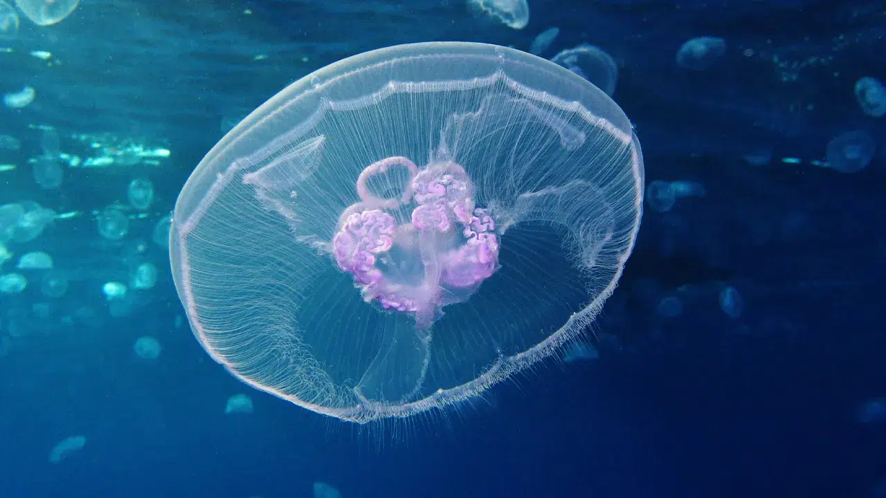 Arktik Okyanusu’nda gizemli denizanası sınırı: Bilinmeyen bir doğa bariyeri keşfedildi