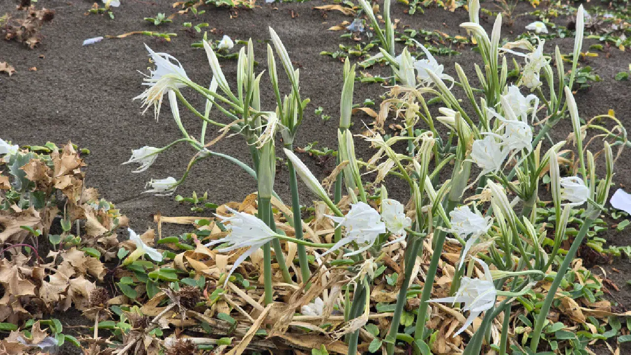 Hatay Samandağ sahilinde kum zambakları görsel şölen sunuyor: Koparmanın cezası 557 bin TL