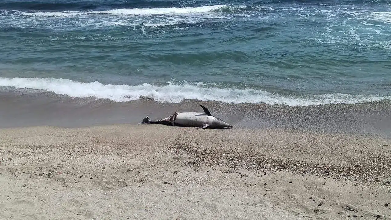 Tekirdağ'da ölü yunus sahile vurdu