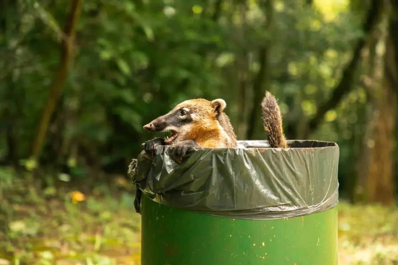 Gerçek bir hayvan sever misiniz? Bu hatayı yapıyorsanız değilsiniz!