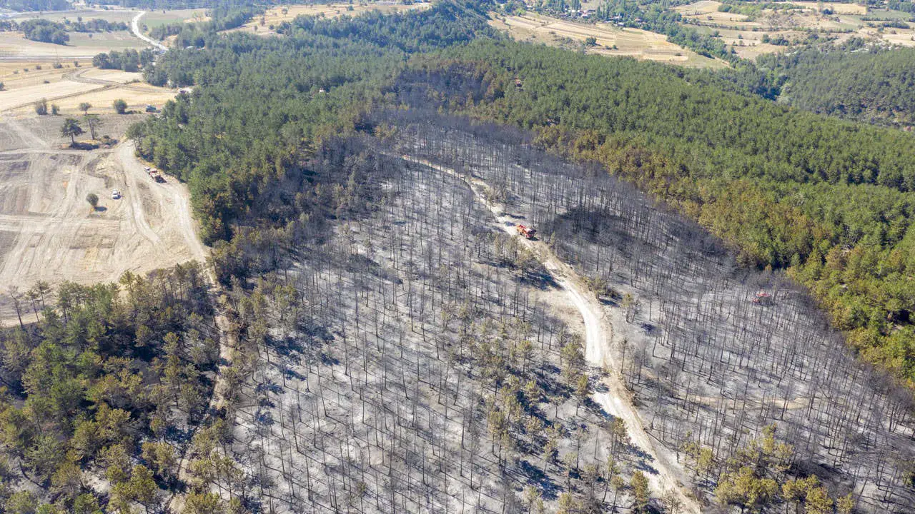 Bolu Mudurnu’daki orman yangınında bir kişi tutuklandı