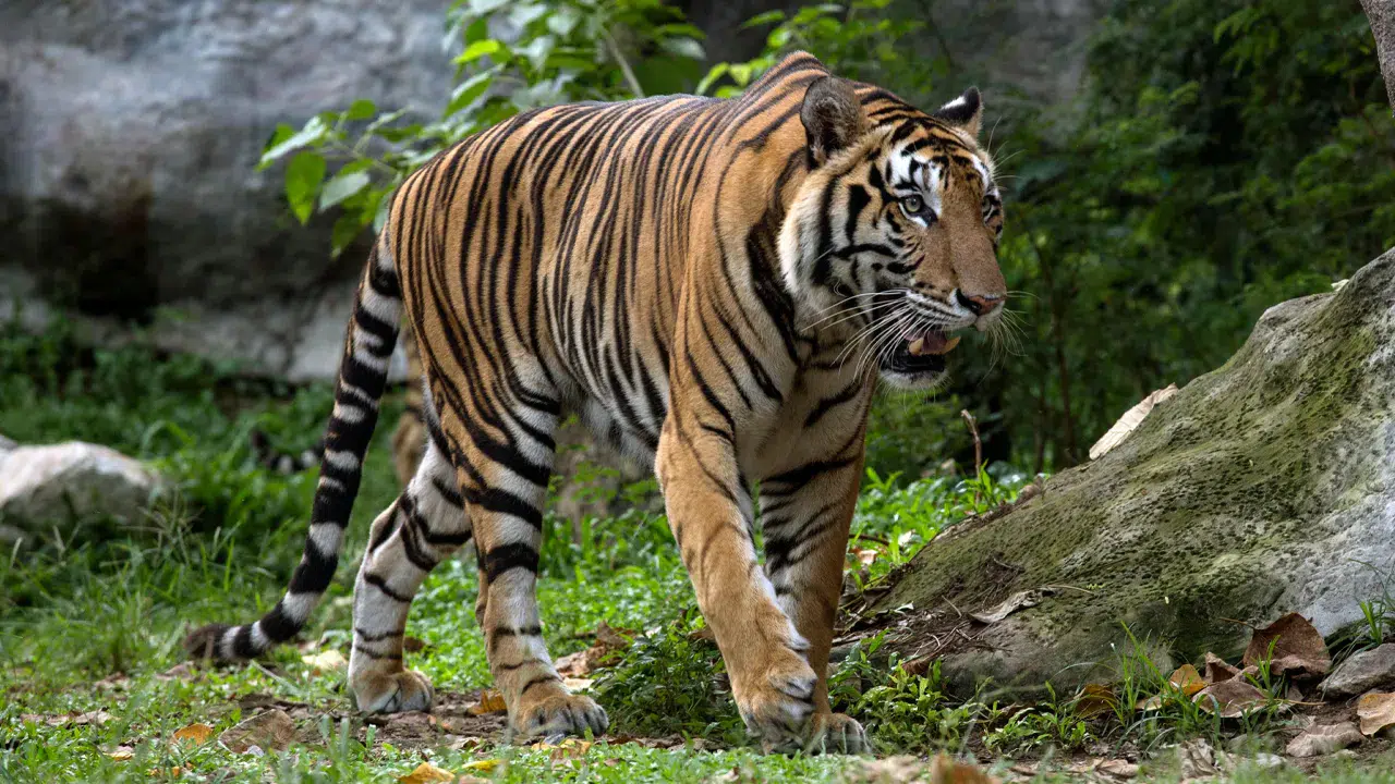 Korkunç olay: Kaplan bakıcısına saldırdı, bakıcı hayatını kaybetti!