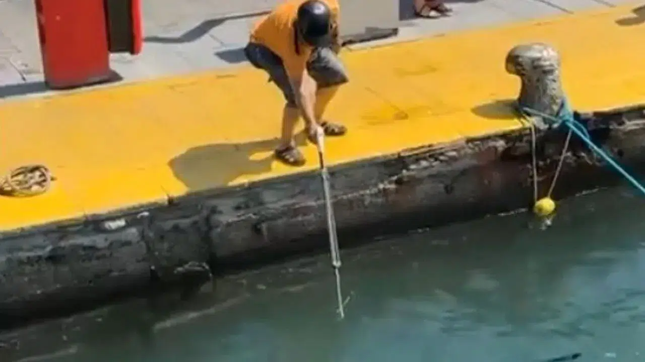 Bodrum Limanı’nda nesli tehlike altındaki mavi yelken balığı zıpkınla vuruldu