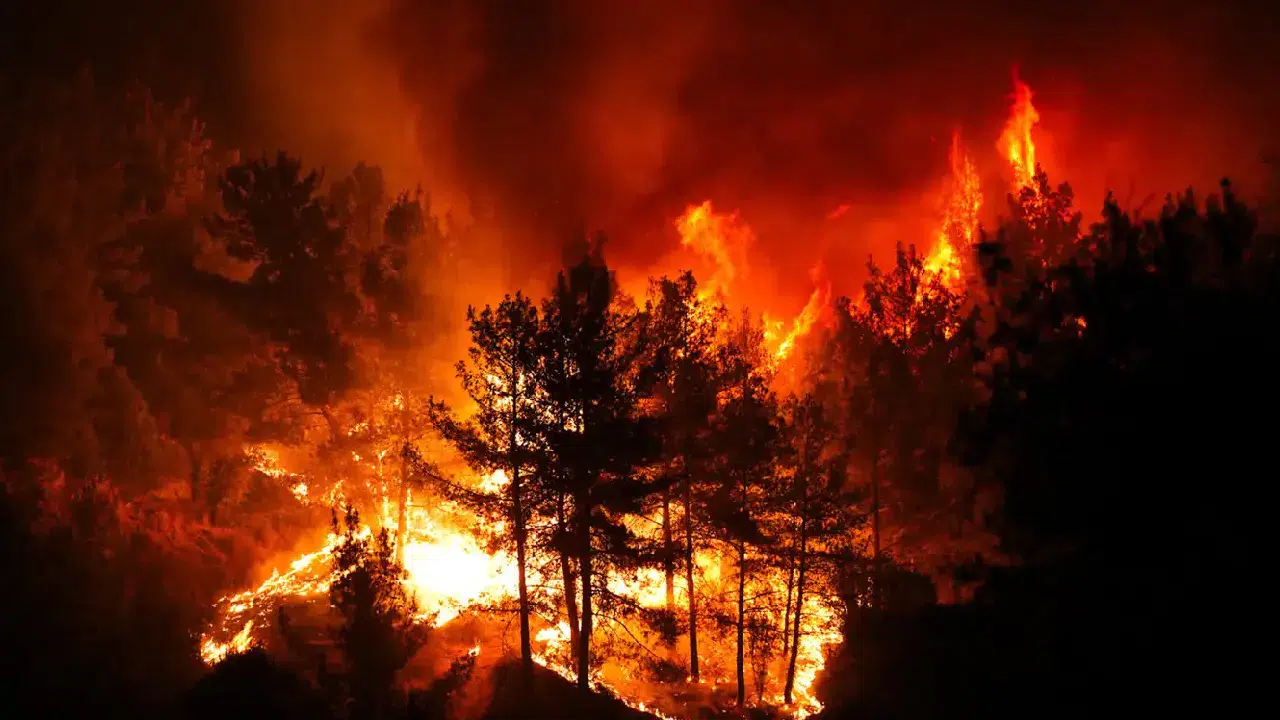 İzmir’deki orman yangınlarının sarsıcı etkileri