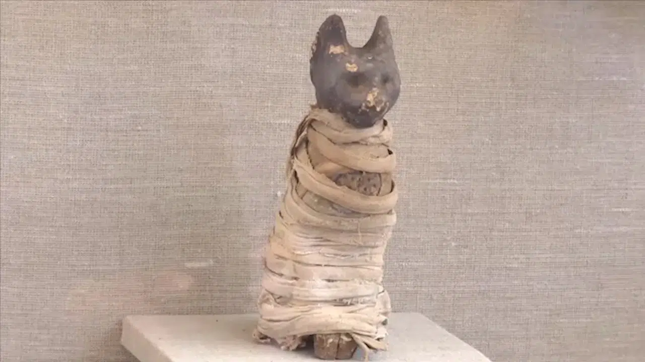 Arkeologlar Antik Mısır mumyasının içinde üç farklı kedi kalıntısına ulaştı