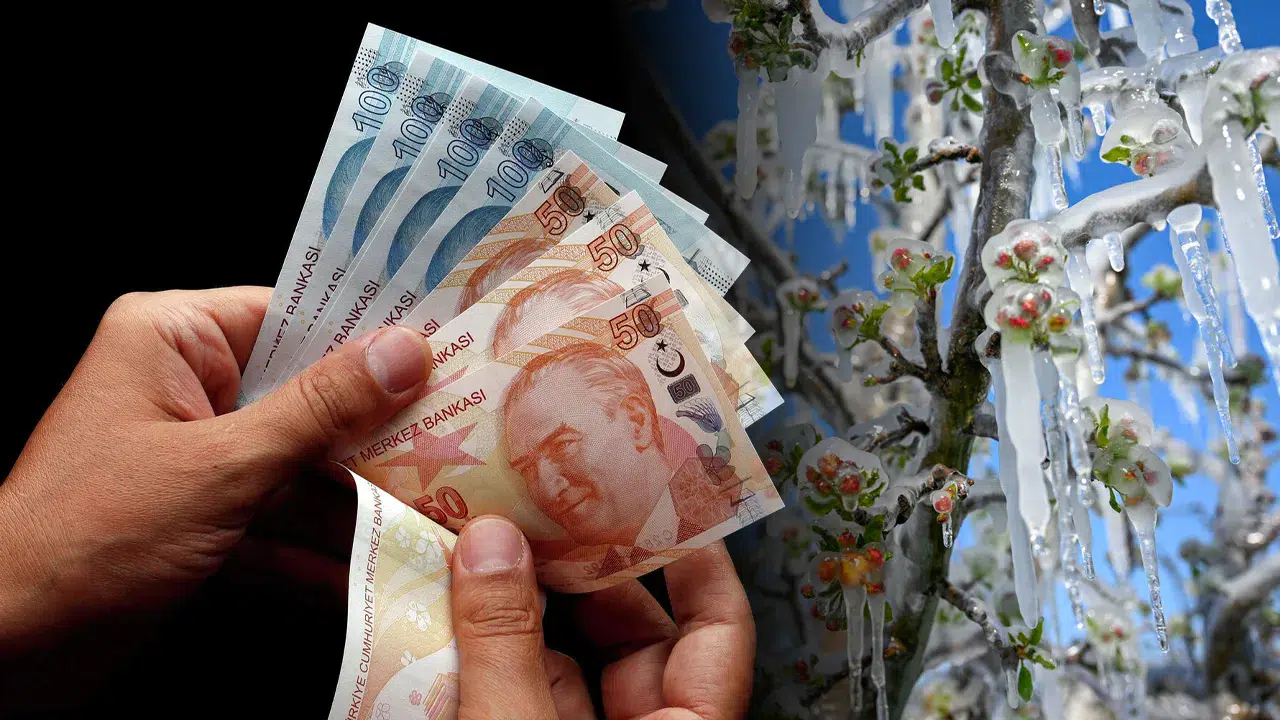 Zirai Don Ödemeleri Ne Zaman Yapılacak? Destek Şartları Belli Oldu