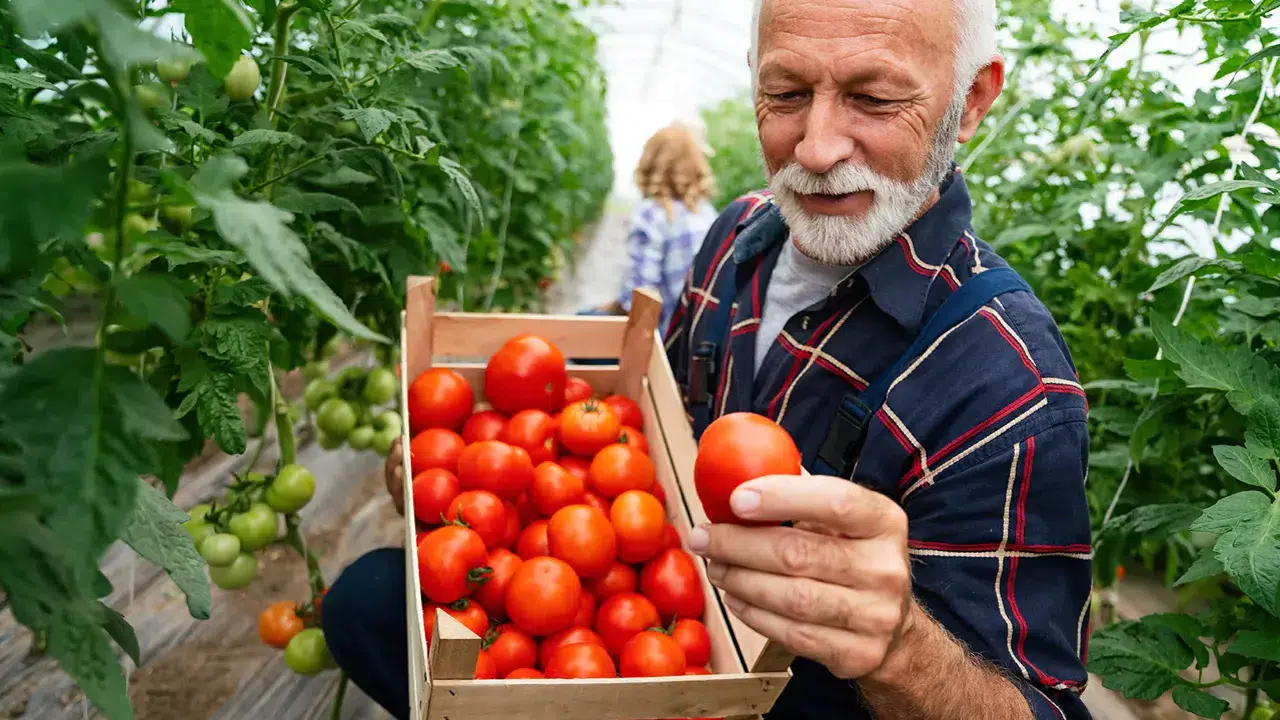 Bakan Yumaklı duyurdu: Çiftçilere 338,3 milyon liralık tarımsal destek ödemesi bugün hesaplarda