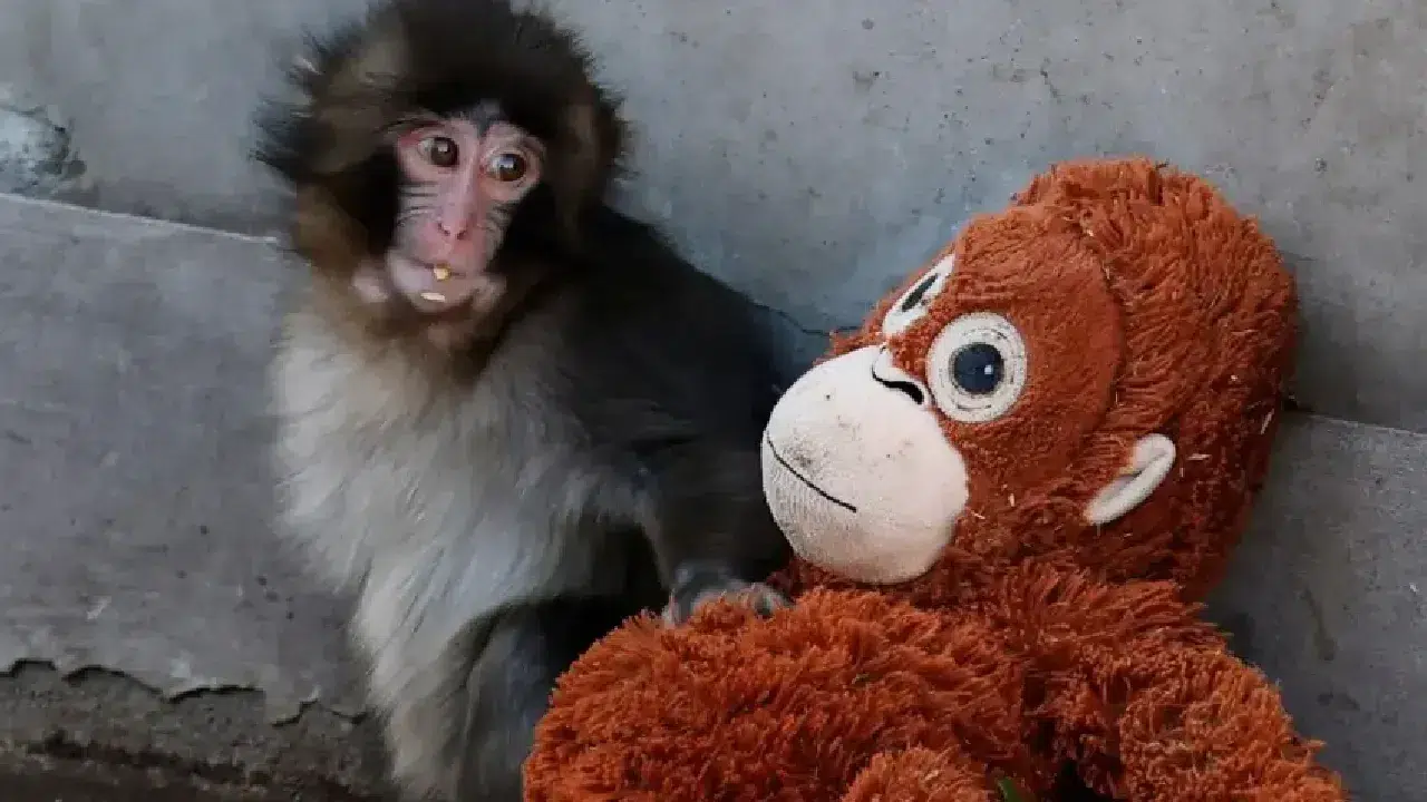 Anne hayvanlar yavrularını neden terk eder? Punch ve evrimsel hayatta kalma stratejisi