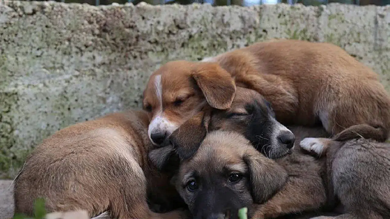 Şanlıurfa’da sokak hayvanları toplatıldı: Kısırlaştırma ve bakımevi işlemleri tamamlandı